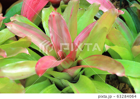 Aechmea fasciata kind of local Brazil Plants. 63284064