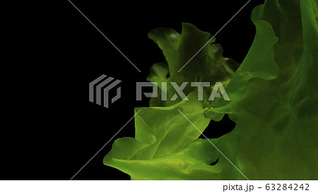 green algae isolated on black background 63284242