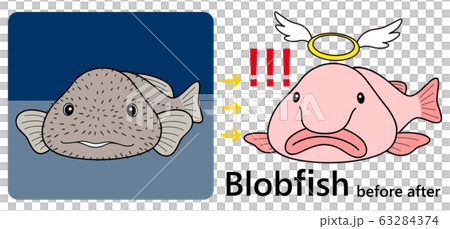 ブロブフィッシュ ニュウドウカジカ ビフォーアフター セット ベクター イラスト ブロブフィッシュ ニュウドウカジカ ビフォーアフター セット ベクター イラスト 63284374