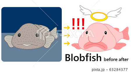 ブロブフィッシュ ニュウドウカジカ ビフォーアフター セット ベクター イラスト ブロブフィッシュ ニュウドウカジカ ビフォーアフター セット ベクター イラスト 63284377