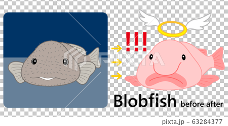 ブロブフィッシュ ニュウドウカジカ ビフォーアフター セット ベクター イラスト ブロブフィッシュ ニュウドウカジカ ビフォーアフター セット ベクター イラスト 63284377