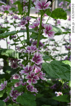 ゼニアオイ 63284450