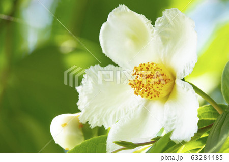 シャラの花の写真素材