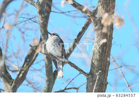 ヒヨドリ 63284557