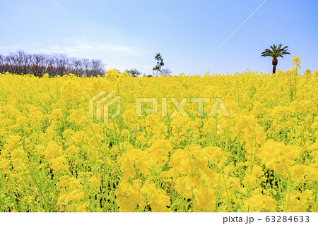 和泉リサイクル環境公園 満開の菜の花 和泉リサイクル環境公園 満開の菜の花 63284633