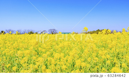 和泉リサイクル環境公園　満開の菜の花 63284642