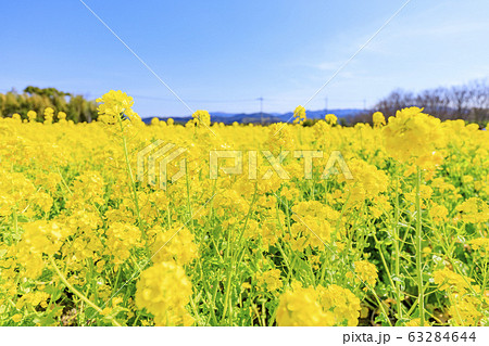 和泉リサイクル環境公園 満開の菜の花 和泉リサイクル環境公園 満開の菜の花 63284644