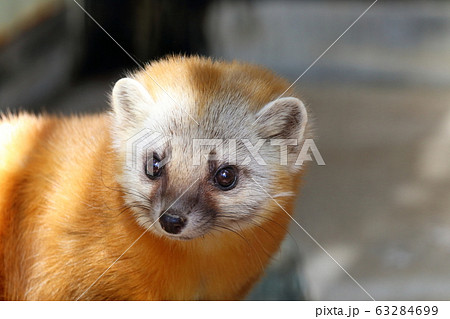 ホンドテン 愛らしい ホンドテン 愛らしい 63284699