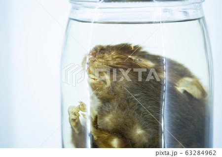 Close up dead large rat 63284962