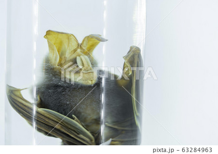 large bat or Greater False Vampire Bat in glass 63284963