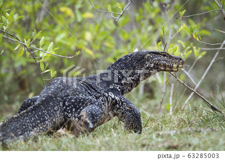 Asian Water monitor in Tangalle, Sri Lanka 63285003