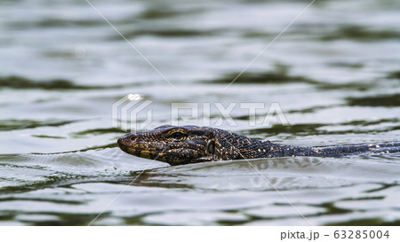Asian Water monitor in Tangalle, Sri Lanka 63285004