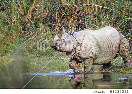 Greater One-horned Rhinoceros in Bardia national 63285011
