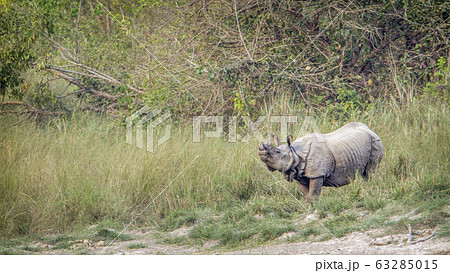 Greater One-horned Rhinoceros in Bardia national 63285015
