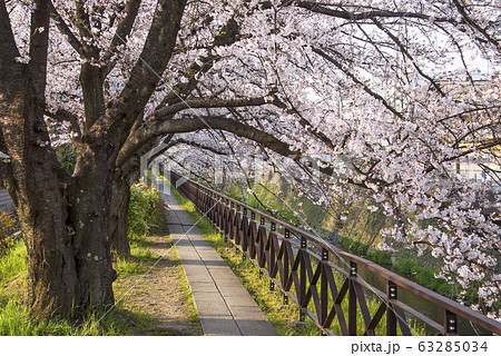 京都 天神川の桜並木 京都 天神川の桜並木 63285034