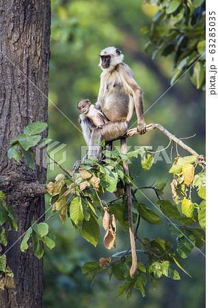 Hanuman Langur in Bardia national park, Nepal Hanuman Langur in Bardia national park, Nepal 63285035