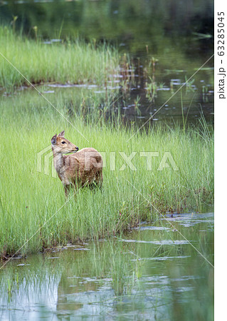 Hog Deer in Bardia national park, Nepal 63285045