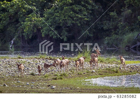 Spotted Deer in Bardia national park, Nepal 63285082