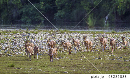 Spotted Deer in Bardia national park, Nepal 63285083