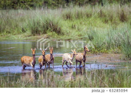 Swamp Deer in Bardia national park, Nepal 63285094