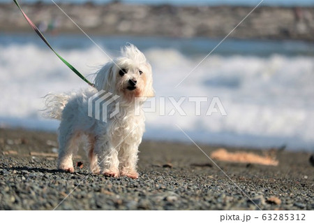 湘南　白い犬 63285312