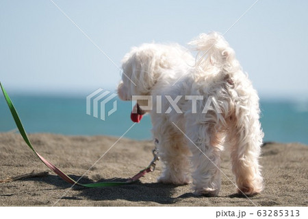 湘南 白い犬 湘南 白い犬 63285313