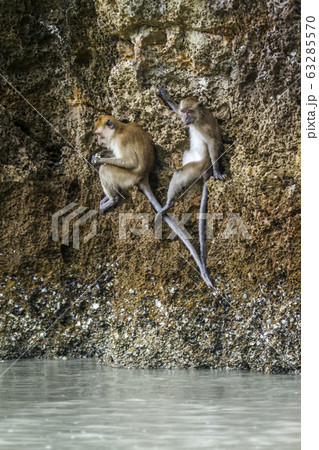 Crab-eating Macaque in Hat Chao Mai national park, Crab-eating Macaque in Hat Chao Mai national park, 63285570