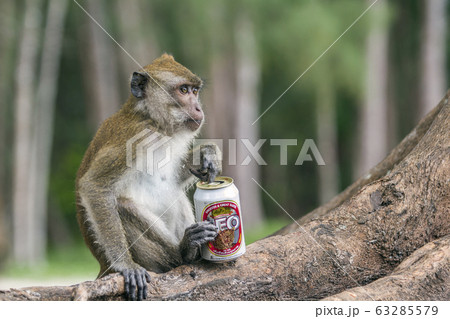 Crab-eating Macaque in Hat Chao Mai national park, 63285579