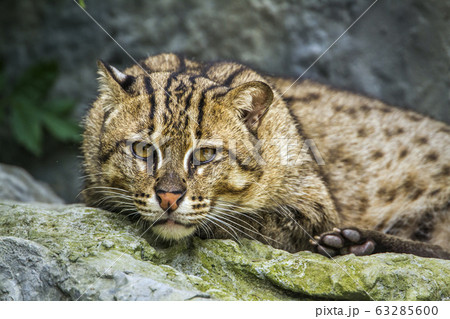 Fishing cat in Chiang Mai Zoo, Thailand 63285600