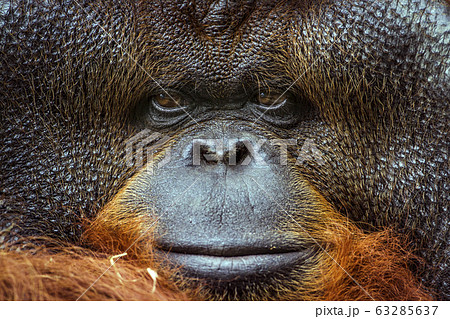 Orangutan portrait in Chiang Mai zoo, Thailand Orangutan portrait in Chiang Mai zoo, Thailand 63285637