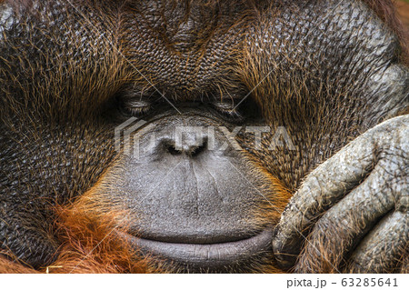 Orangutan portrait in Chiang Mai zoo, Thailand 63285641