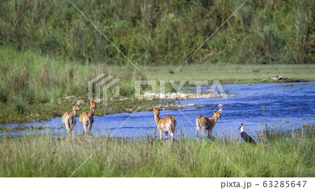 Swamp Deer in Bardia national park, Nepal 63285647