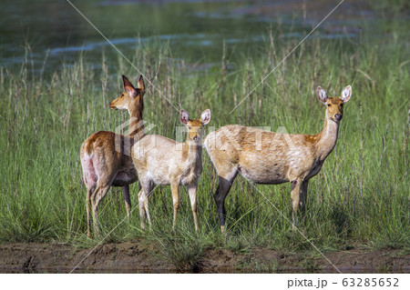 Swamp Deer in Bardia national park, Nepal 63285652