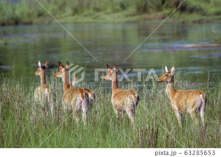 Swamp Deer in Bardia national park, Nepal 63285653
