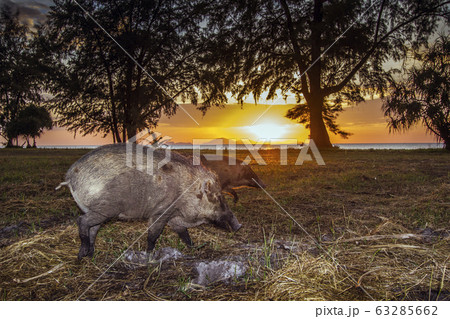 Wild boar in Tarutao national park, Thailand Wild boar in Tarutao national park, Thailand 63285662