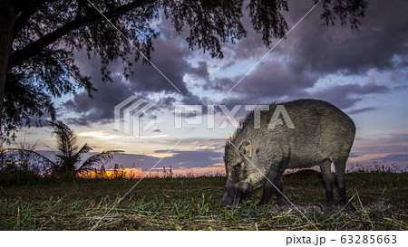 Wild boar in Tarutao national park, Thailand Wild boar in Tarutao national park, Thailand 63285663