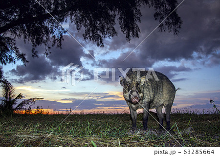 Wild boar in Tarutao national park, Thailand Wild boar in Tarutao national park, Thailand 63285664