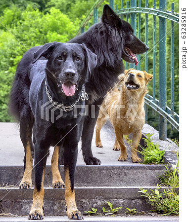 Two black German shepherd dogs playing on river bank 63285916