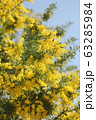 ミモザと青空 63285984