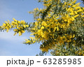ミモザと青空 63285985