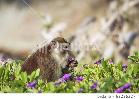 Crab-eating macaque in Koh Adang national park, 63286227