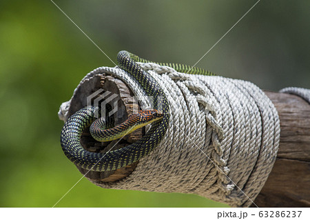 Golden flying snake in Koh Adang national park, Golden flying snake in Koh Adang national park, 63286237