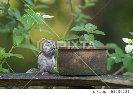 Indian palm squirrel in Mynneriya national 63286281