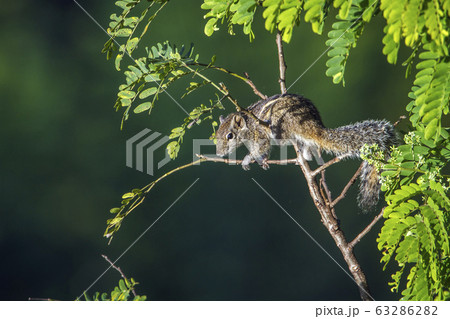 Indian palm squirrel in Ella, Uva province, Sri 63286282