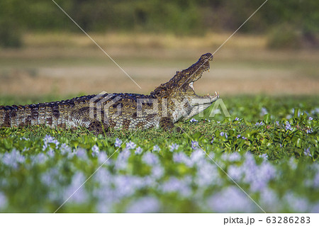 Mugger Crocodile in Panama nature reserve, Sri Mugger Crocodile in Panama nature reserve, Sri 63286283
