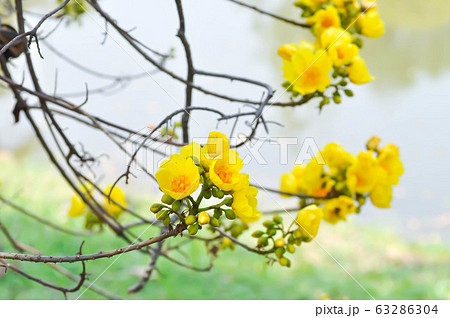 Yellow cotton, Silk Cotton Tree Yellow cotton, Silk Cotton Tree 63286304