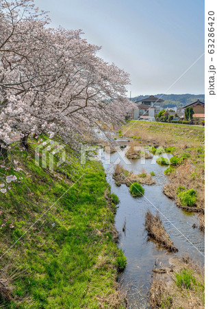京都の田原川の桜 京都の田原川の桜 63286420