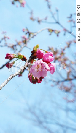 大阪城公園  桜 63286431