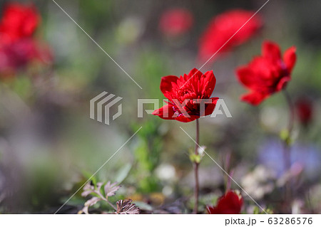 鮮やかに咲く小さなアネモネ 63286576