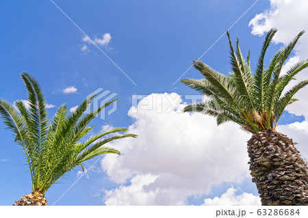 Two palm trees against blue sky background with clouds, copy space Two palm trees against blue sky background with clouds, copy space 63286684